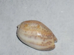 WOOOOOOOOOW INFLATED BULBOUS OLIVE - Picture 1 of 2