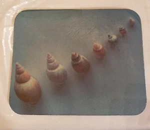 7 Sea Shells Mouse Pad Mat Computer Desk Accessory Office Decor - Picture 1 of 1