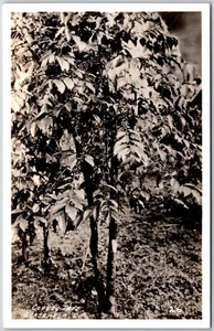Coffe Tree Guatemala Central America Beautiful Tree RPPC Photo Postcard - Picture 1 of 2