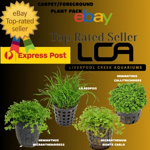 LCA - Foreground Pack - 10X POTS Live Aquarium Plants Fertiliser Shrimp Pond - Picture 1 of 3