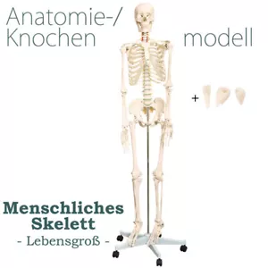 Menschliches Skelett Lebensgroß Knochen Anatomie inkl. Ständer MedMod - Bild 1 von 6