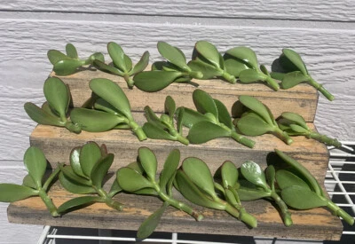 "Planta de jade (Crassula Ovata) planta suculenta dinero 18 esquejes variedad tamaño 2""-4""" Foto 1 de 2