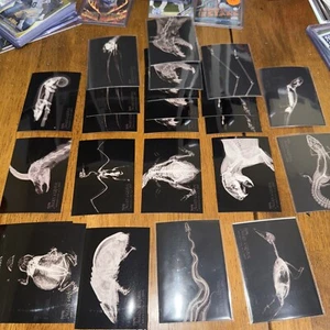 2024 Topps Allen and Ginter Oregon Zoo Complete 20 Card Glossy X-Ray Inserts - Picture 1 of 6