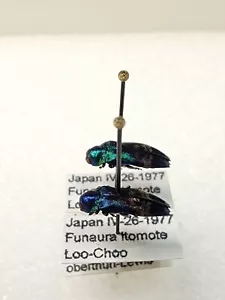 Buprestidae Coraebus hastanus oberthuri Pair Japan #WB2 Jewel Beetle Insect - Picture 1 of 4