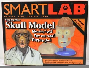 Modelo de calavera SmartLab Snap-Together  - Imagen 1 de 1