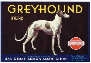 ORIGINAL ZITRONENKISTE ETIKETT WINDHUND HUND SAN DIMAS 1930 VINTAGE MANS BEST FRIEND - Bild 1 von 1
