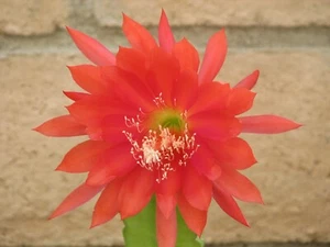 Epiphyllum Orange/Red cactus cutting, - Picture 1 of 1