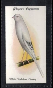 WHITE YORKSHIRE CANARY (EVEN-MARKED) - 90 + year old English Card # 5 - Picture 1 of 2