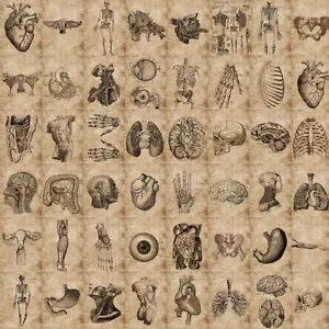 56PCS Medical skeleton model full body anatomical poster for vintage vivid human - Foto 1 di 6