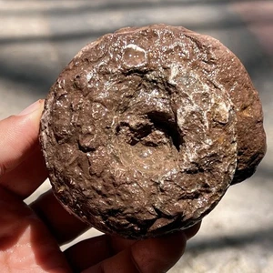 324gr Amazing whole Ammonite Fossil Rough Certified Mollusca Timor - Picture 1 of 16