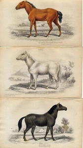JARDINE; NATURALIST'S LIBRARY;1854,3 Horses; Plates 3,4,5, Beautiful hand color - Imagen 1 de 4