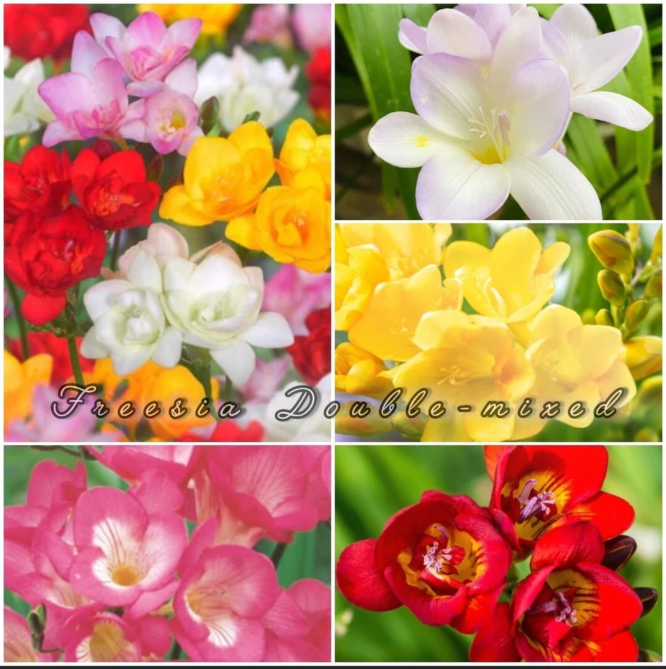 3 Freesia double-flowering mixed double freesia bulbs - Image 1 of 1