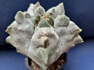 JUMBO ASTROPHYTUM MYRIO SUPER KIKKO *** VERY RARE ! ! *** - Picture 1 of 9
