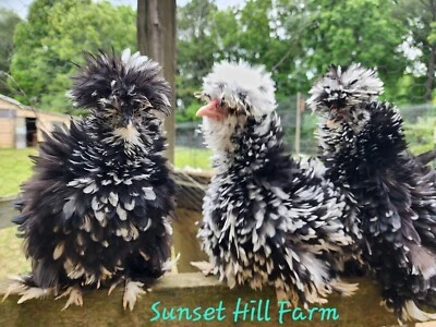 ANIMAL Silkie Hatching Eggs Mottled 6, Satin, Showgirl, Frizzle NPIP & AI Clean