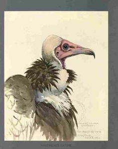 A4 Photo Fuertes Louis Agassiz White necked Vulture Print Poster - Picture 1 of 1