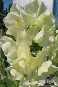 50+ Cathy Sweet Pea Seeds for Garden Planting - USA - FREE SHIPPING! - Picture 1 of 1