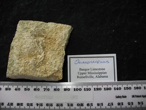 Karbon Mississippian Bangor Kalkstein Crinoid Fossil - Oklahomacrinus (G) - Bild 1 von 3