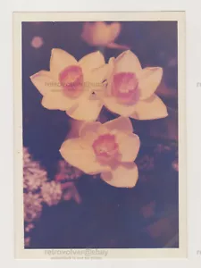 Gelbe Blumen auf Szene Stillleben schöner ungewöhnlicher Schnappschuss abstraktes seltsames Foto - Bild 1 von 7
