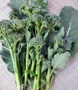 Green Calabrese Broccoli ORGANIC NON-GMO open pollinated garden planting! - Picture 1 of 16