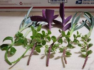 12 Piece Assorted Lot Of Live Plants (6 Kinds x 2 of Each)for Rooting  - Picture 1 of 24