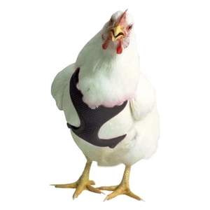 Chicken Harness - XS/Pullet Colors: Red - Picture 1 of 2