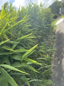 Tiger Grass 2 Rhyzomes Bareroot Clumping Non Invasive - Picture 1 of 9