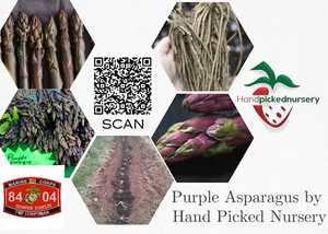 50 Purple Passion Live Asparagus Bare Roots - 2yr Crowns - Hand Picked Nursery - Picture 1 of 5