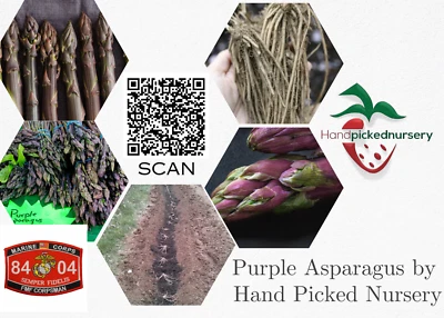 50 Purple Passion Live Asparagus Bare Roots - 2yr Crowns - Hand Picked Nursery - Image 1 of 4