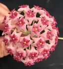 Hoya aldrichii, The Christmas Island Waxvine,  Rooted Plant Shipped in 2.5" Pot