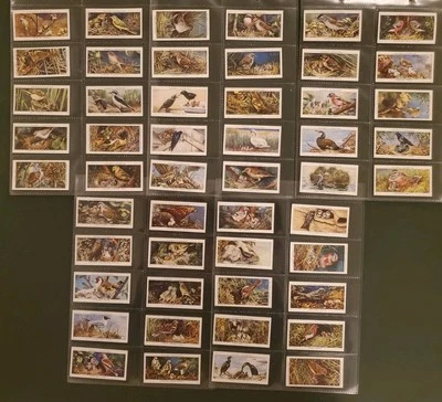 BIRDS AND THEIR YOUNG  Full Set of 50 Reproduction John Player Cigarette Cards - Image 1 of 4