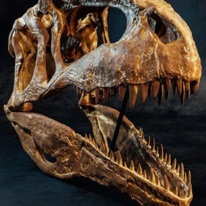 3d printed Giganotosaurus dinosaur head skull model dinosaur 1:3 - Picture 1 of 4