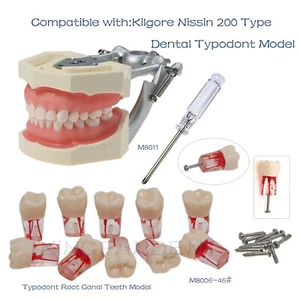Modelo dental estándar con 28 dientes de tornillo, dientes de conducto radicular Typodont Endo 46# - Imagen 1 de 29