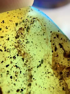 Lizard remains 🦎 burmite Cretaceous Amber fossil dinosaurs era - Picture 1 of 8