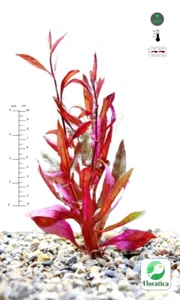 Alternanthera Rosaefolia - Live Aquarium Aqua Tropical Plants Fish Shrimp Tank - Picture 1 of 10