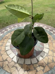 ๐ฟ -HOYA FUNGII - Well Established Plant - Picture 1 of 4
