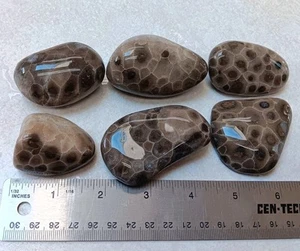 6 Petoskey Stones 1 lb Unpolished Lot of Ancient Michigan Hexagonaria Fossils - Picture 1 of 4