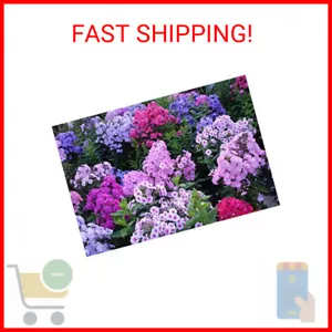 1200+ Mixed Phlox Seeds - Creeping Perennial Ground Cover - Popstars Phlox Creep - Picture 1 of 2