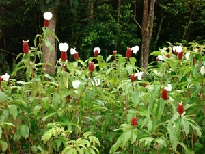 Crepe Ginger {Costus Speciosus} Rare Ornate Tropical 5 seeds Free Shipping - Picture 1 of 3