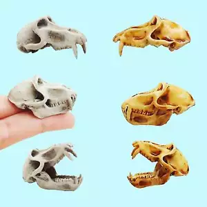 Réplica de calavera de babuino escala 1:6 dioramas terrarios casa de muñecas arte (1 calavera) - Imagen 1 de 6