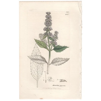 Sowerby Botánica Inglesa 1838 Botánica Coloreada a Mano Grabado 805 Pimienta Como Nueva Foto 1 de 3