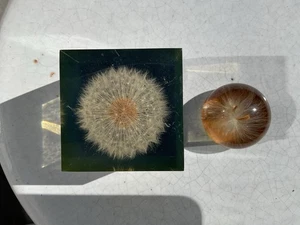 Vintage Pair Of Dandelion Lucite Paperweights  - Picture 1 of 6