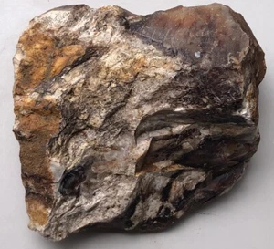 2lb. 6oz. Western Washington Petrified Wood Fossil - Picture 1 of 12