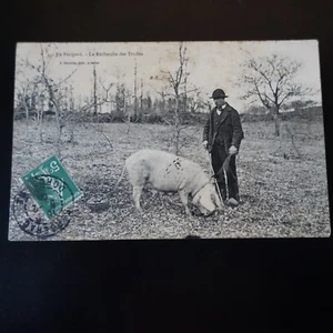 Cpa Perigord - Mushroom - The Search for Truffle Pig - Picture 1 of 3