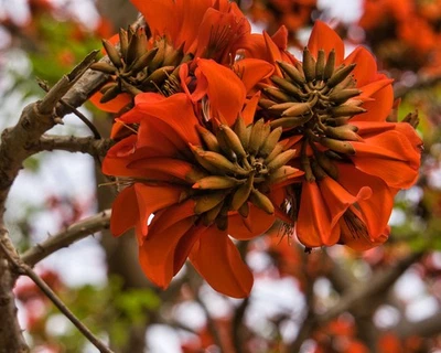 SUNSHINE CORAL Tree Erythrina variegata picta Live Plant Red Bloom - Image 1 of 4
