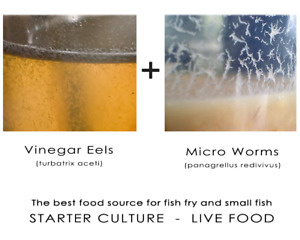 Live Fish Food / Starter Culture  (Microworms + Vinegar Eels)  *BUY 2 GET 1 FREE