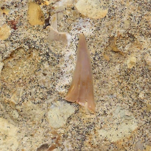 Haizahn, Kreide, Santon, Ochtrup, Deutschland-f690 - Picture 1 of 4