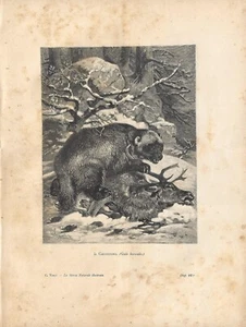 Stampa antica GHIOTTONE Gulo gulo CHE CATTURA UN CERVO 1884 Antique Print - Picture 1 of 1