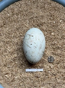 REPLICA GREAT WHITE PELICAN BIRDS EGG - Picture 1 of 2
