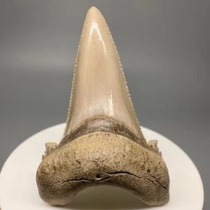 LARGE High Quality Serrated 2.35" AURICULATUS Shark Tooth - Early Eocene, KZ - Picture 1 of 9