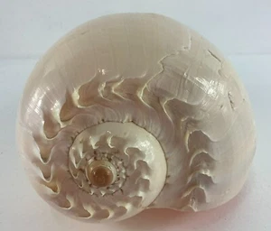 Large Natural Diadema Melon Melo Melo Bailer Sea Shell 8" L Ocean Sea Nautical D - Picture 1 of 9